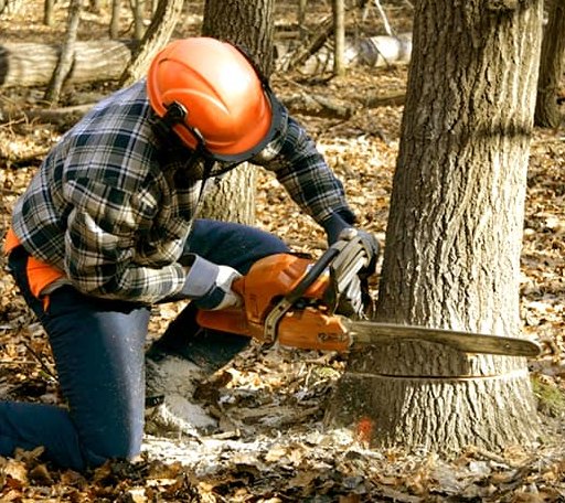 Tree Removal in Port Deposit, MD